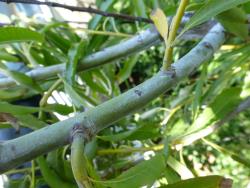 Salix daphnoides. Wax coating on branchlets.
 Image: D. Glenny © Landcare Research 2020 CC BY 4.0